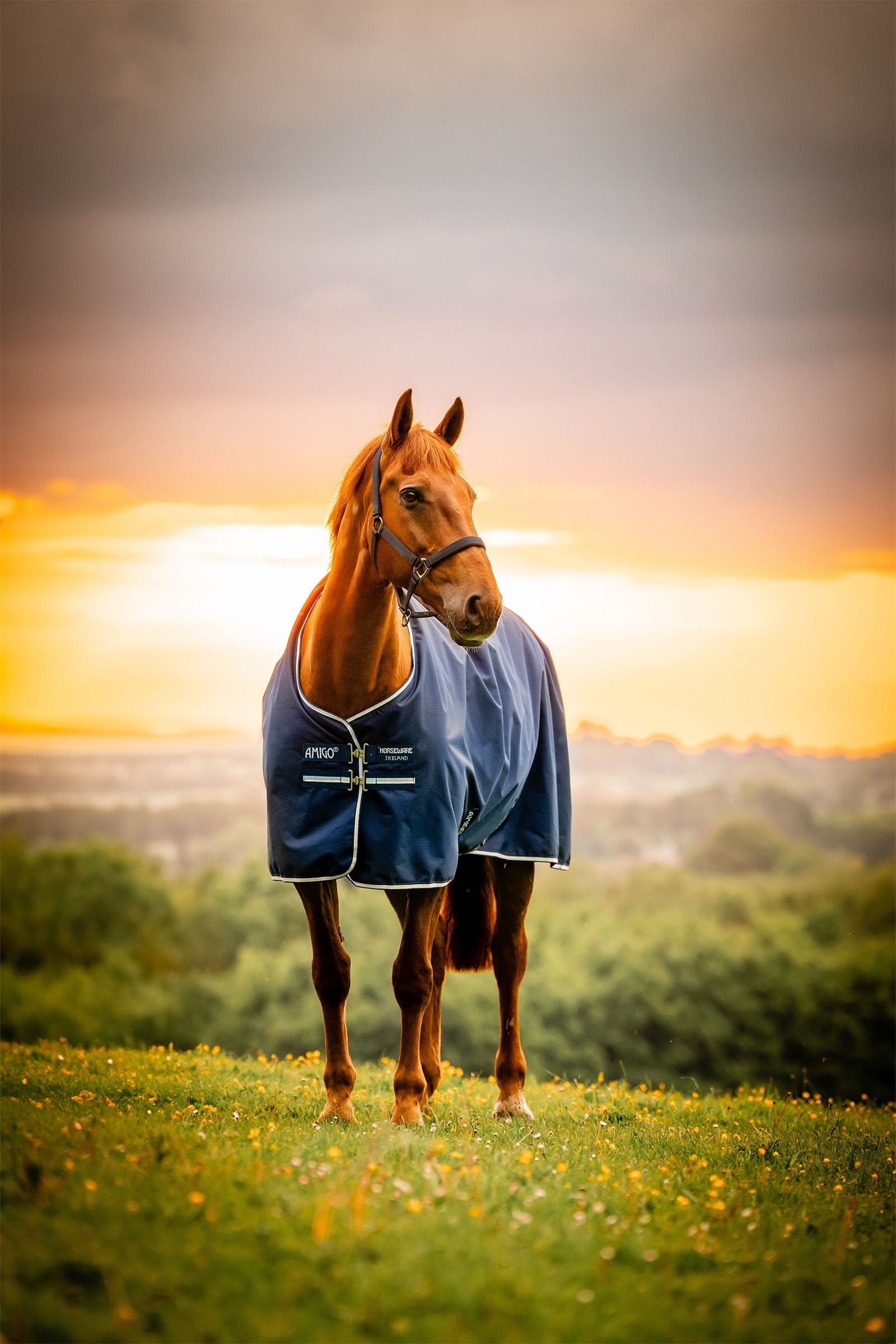 Horseware Amigo Ripstop 900D Turnout 0g Horse Rugs