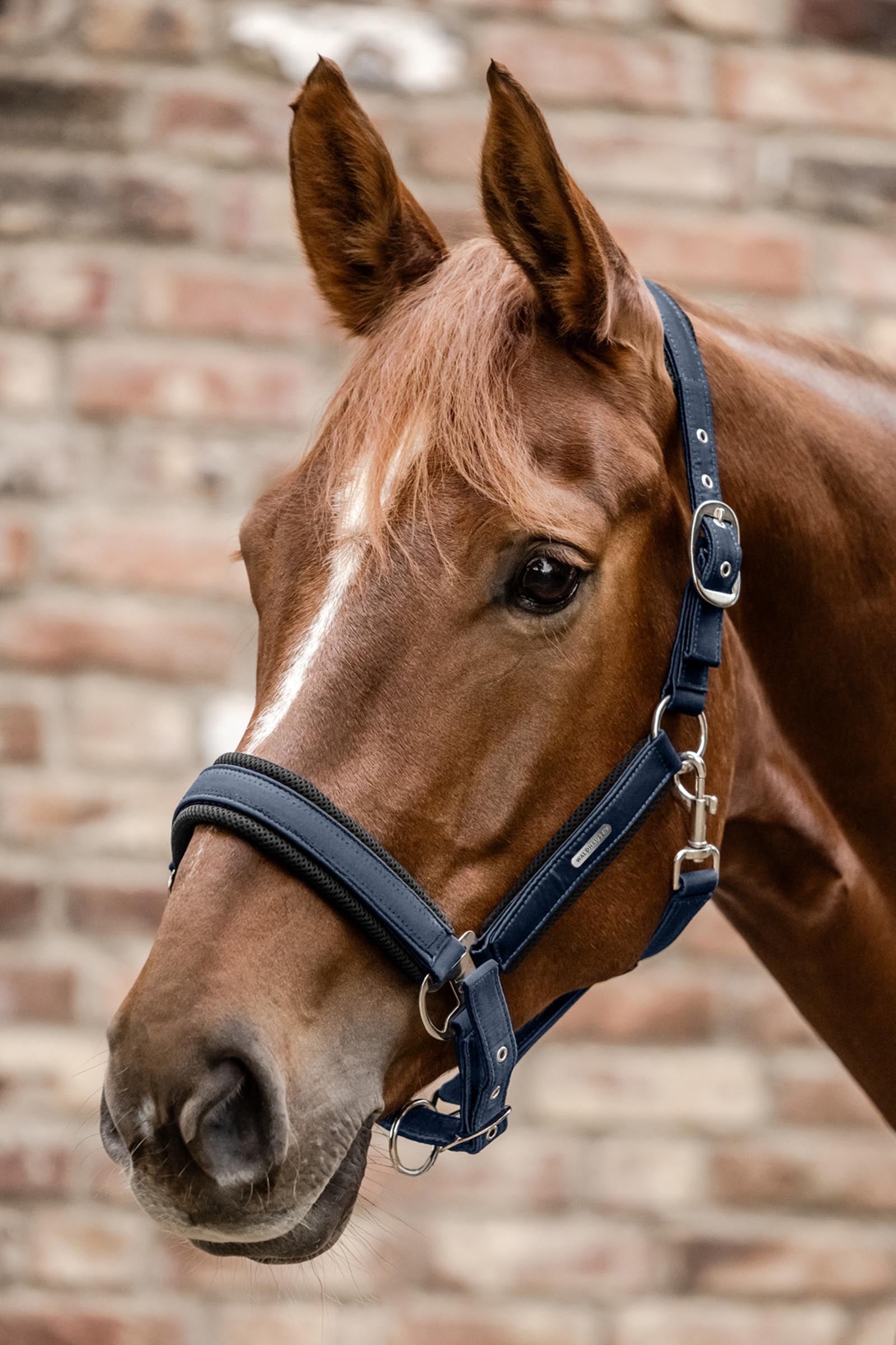 Waldhausen Breath Mesh Halter Halters & Leads