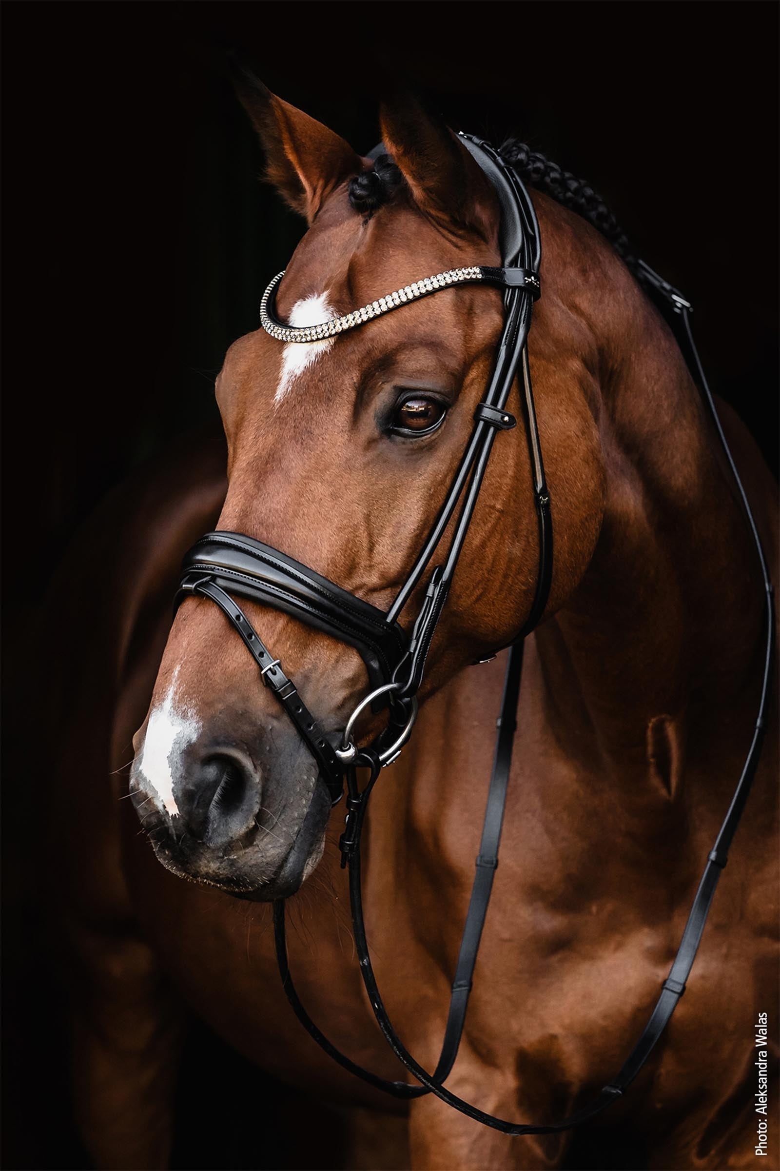 Schockemöhle Sports Satchmo Bridle - Isabell Werth Collection Bridles & Reins