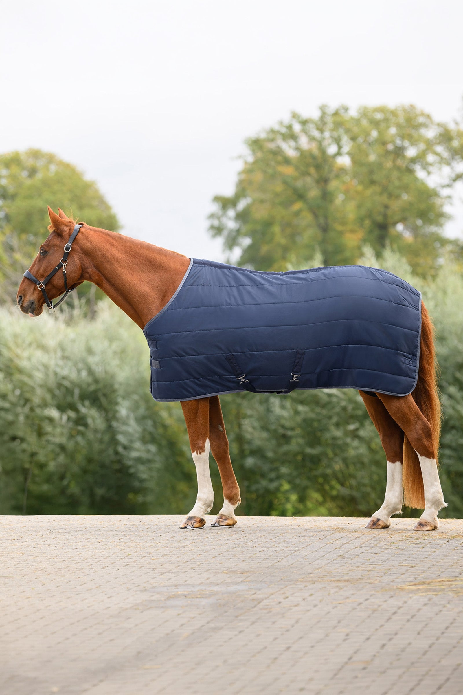 Waldhausen ECONOMIC Stable Rug, 200 g Horse Rugs