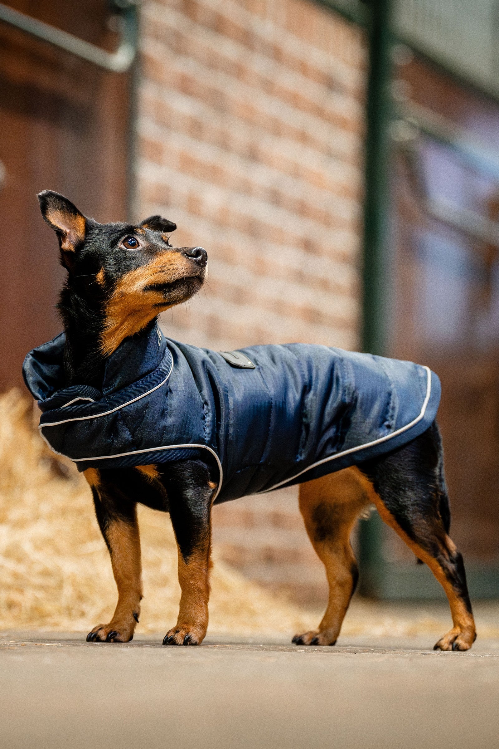 Horseware Abrigo para Perros Signature Perro