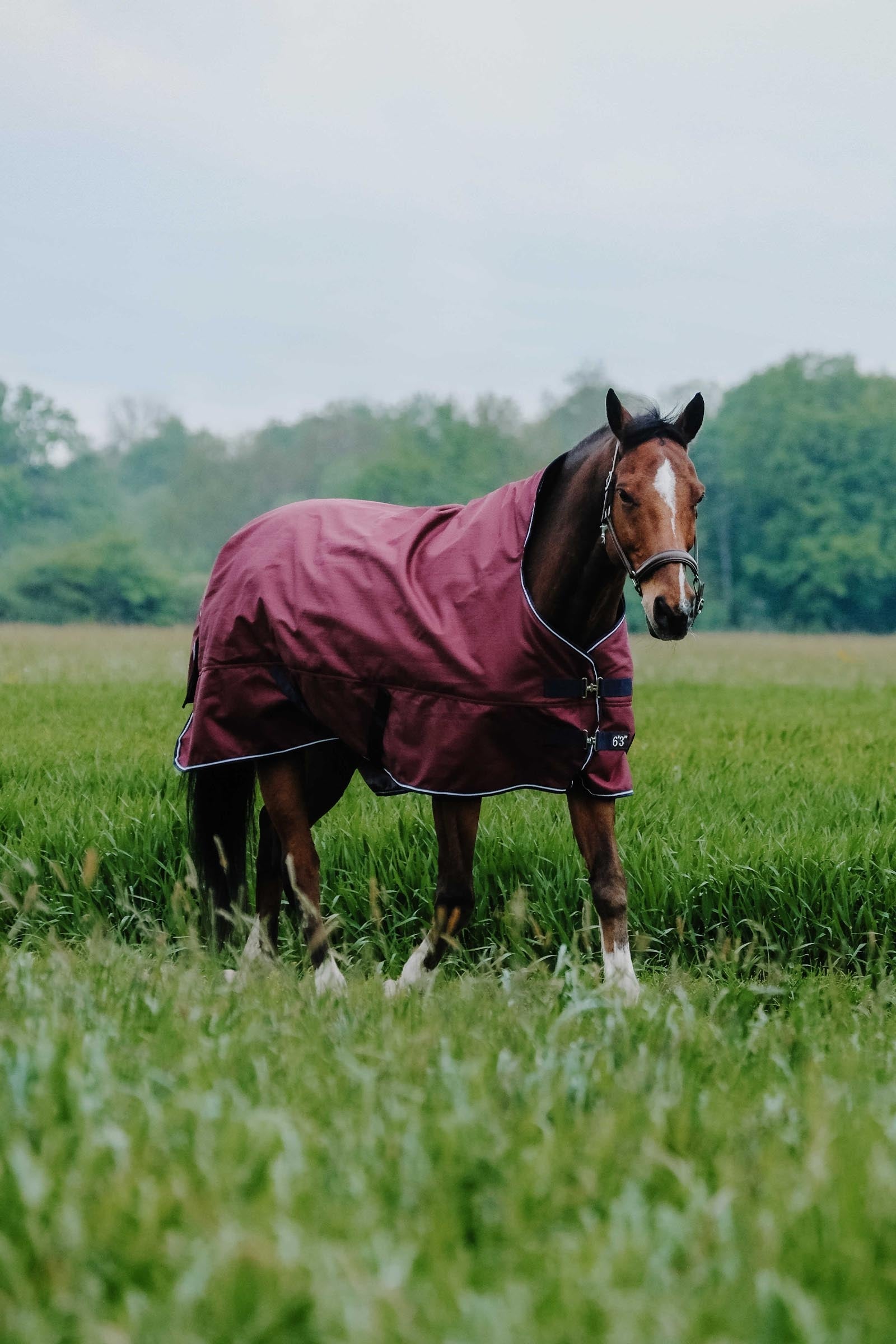 Equi Theme EQUITHÈME TYREX 1200D Turnout Rug, 150 g Horse Rugs