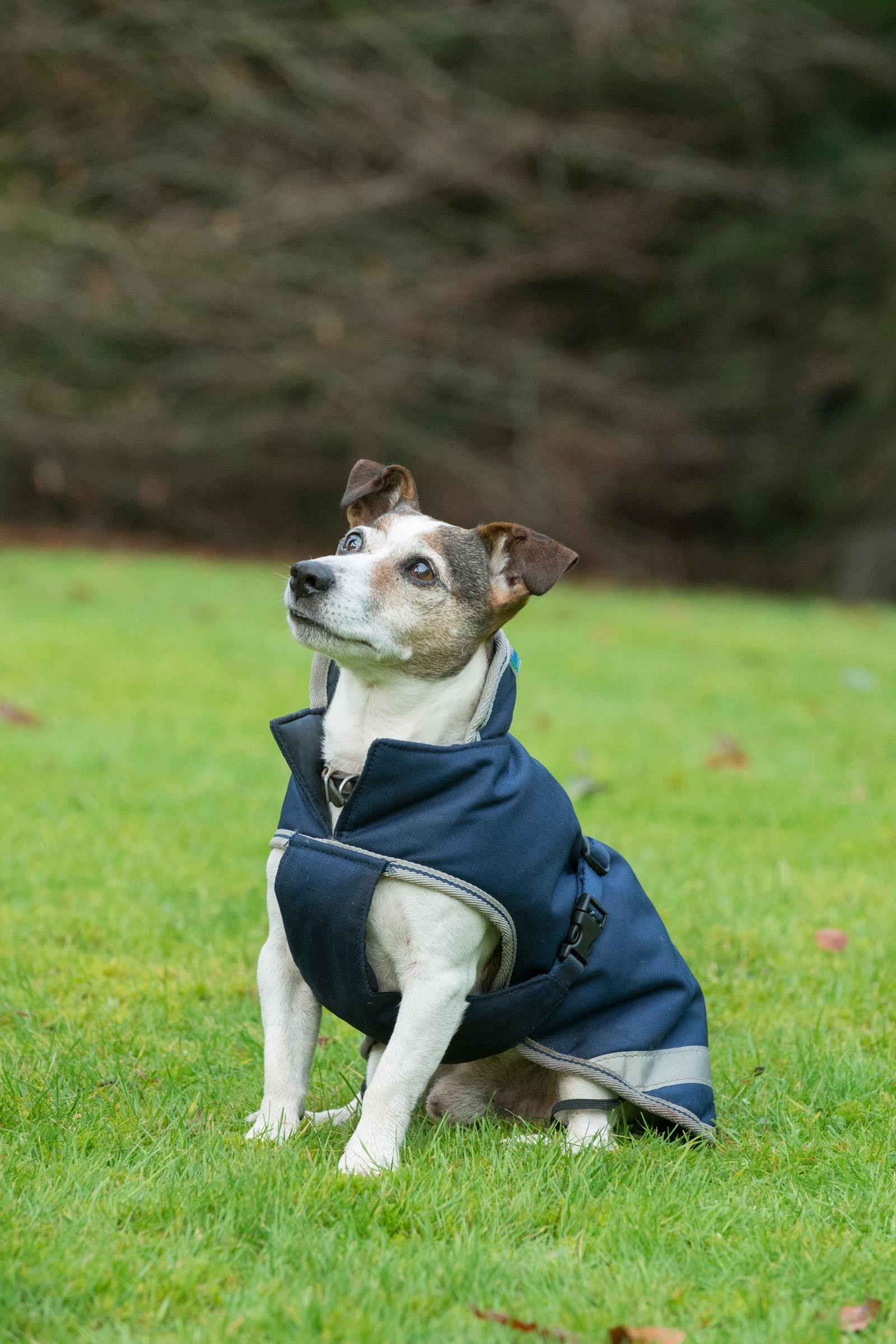 Bucas Freedom Manta para Perro, 300g (30-45 cm) Perro